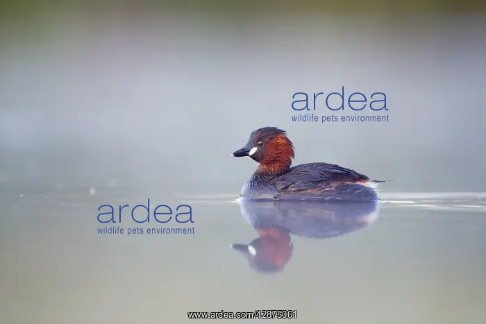: Little Grebe - Adult in breeding plumage - on misty pond : Little Grebe - Adult in breeding plumage - on misty pond