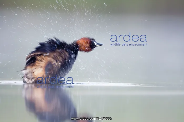 : Little Grebe - Adult in breeding plumage, performing : Little Grebe - Adult in breeding plumage, performing