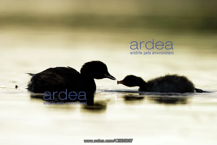 : Little Grebe - Adult feeding its chick : Little Grebe - Adult feeding its chick