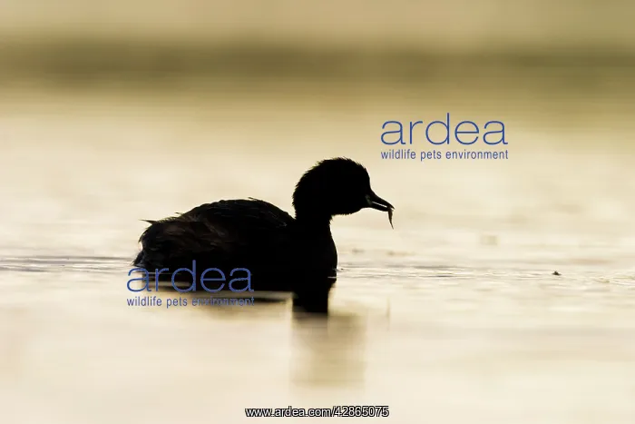 : Little Grebe - Adult Silhouette : Little Grebe - Adult Silhouette