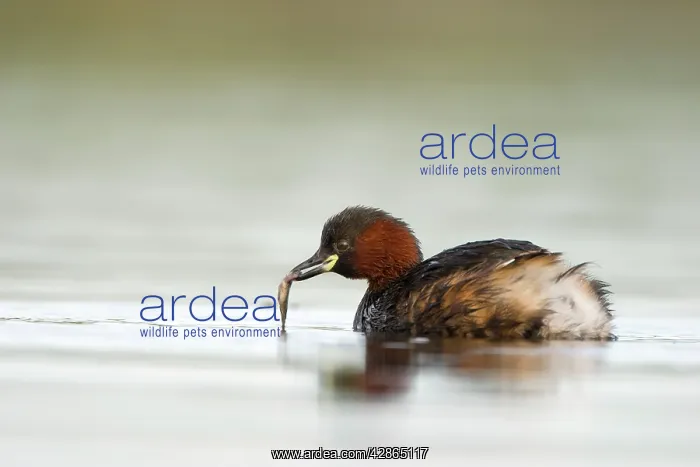 : Little Grebe - Adult with stickleback held in its bill : Little Grebe - Adult with stickleback held in its bill