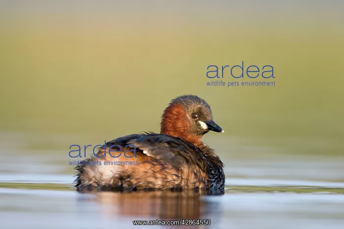 : Little Grebe - Adult in summer plumage : Little Grebe - Adult in summer plumage