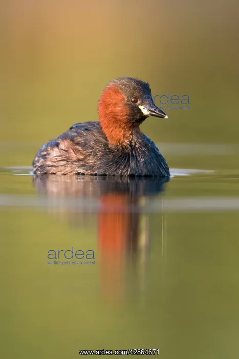 : Little Grebe - Adult in summer plumage : Little Grebe - Adult in summer plumage