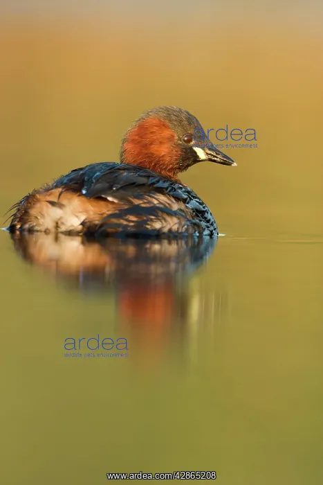 : Little Grebe - Adult in summer plumage : Little Grebe - Adult in summer plumage