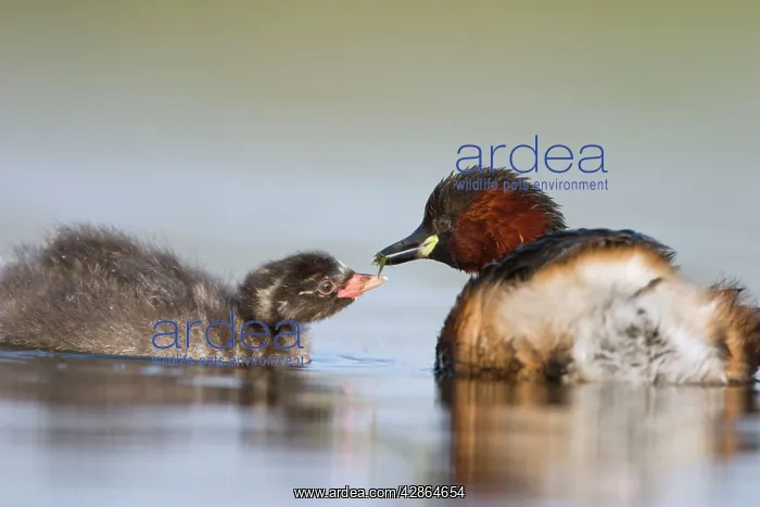 : Little Grebe - Adult in summer plumage feeding : Little Grebe - Adult in summer plumage feeding