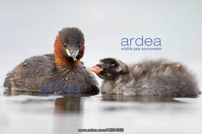 : Little Grebe - Adult in summer plumage feeding its chick : Little Grebe - Adult in summer plumage feeding its chick
