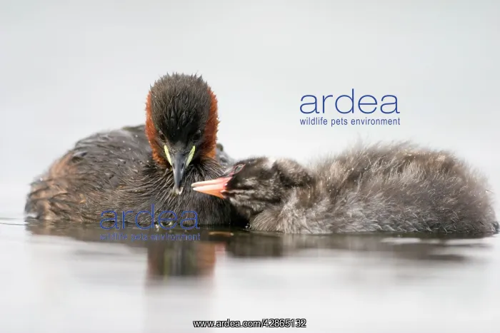 : Little Grebe - Adult in summer plumage feeding its chick : Little Grebe - Adult in summer plumage feeding its chick
