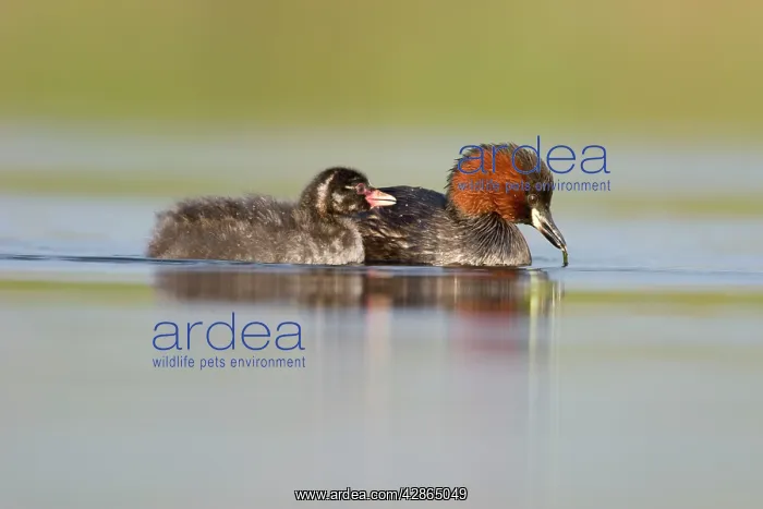 : Little Grebe - Adult in summer plumage with larvae : Little Grebe - Adult in summer plumage with larvae