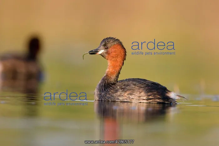 : Little Grebe - Adult in summer plumage with larvae : Little Grebe - Adult in summer plumage with larvae