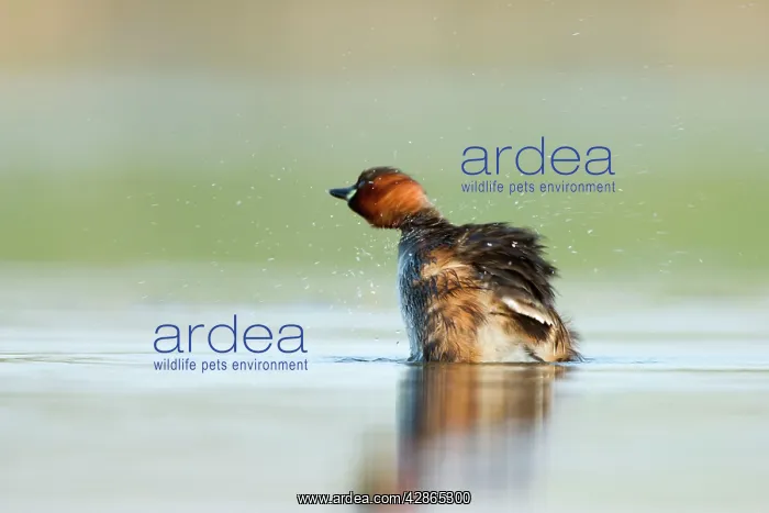 : Little Grebe - Adult in summer plumage shaking off water : Little Grebe - Adult in summer plumage shaking off water