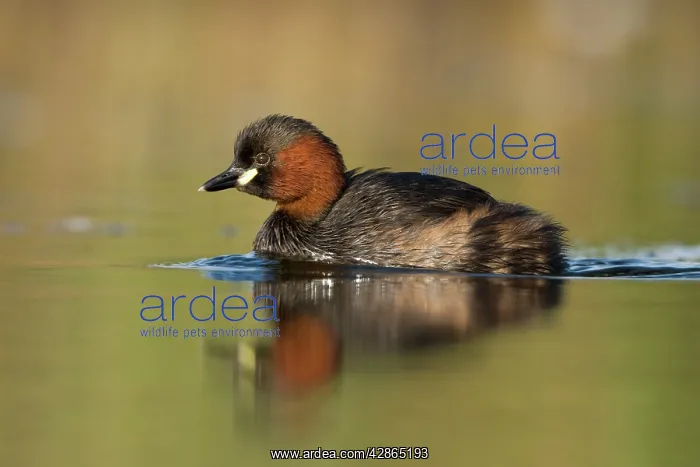 : Little Grebe - Adult in summer plumage swimming : Little Grebe - Adult in summer plumage swimming