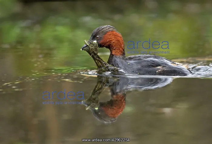 : Little Grebe - carrying vegetation for nest material : Little Grebe - carrying vegetation for nest material