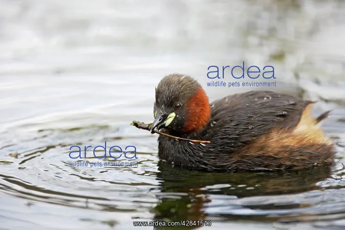 : Little Grebe - catching caddis fly larvae : Little Grebe - catching caddis fly larvae