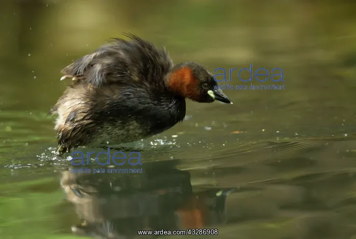 : Little Grebe - characteristically shaking excess : Little Grebe - characteristically shaking excess