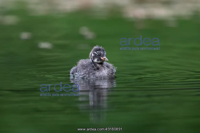  : Little Grebe - Chick - UK