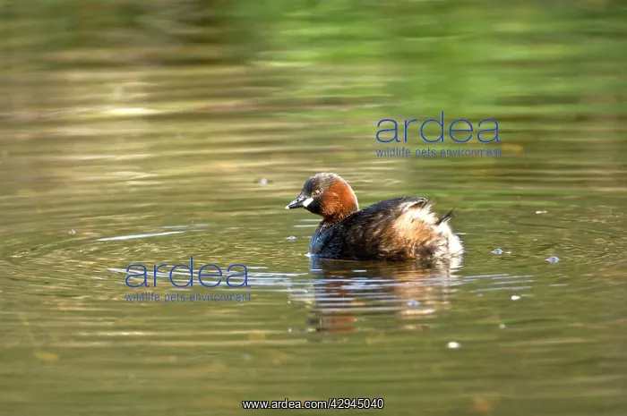 : Little Grebe - Cromford Canal : Little Grebe - Cromford Canal