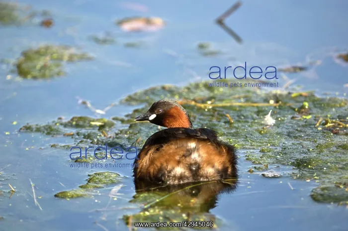 : Little Grebe - Cromford Canal : Little Grebe - Cromford Canal