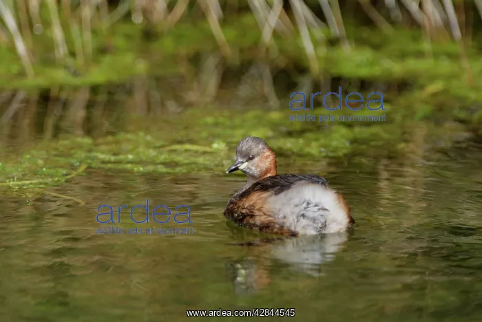  : Little Grebe  /  Dabchick