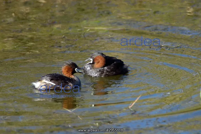  : Little Grebe  /  Dabchick courting pair