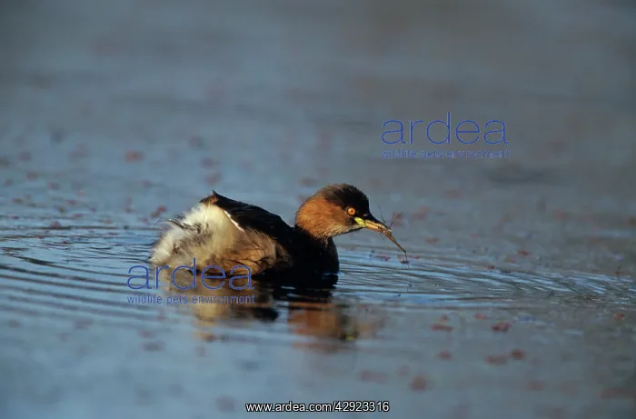: Little Grebe (dabchick) - Feeding on mosquito : Little Grebe (dabchick) - Feeding on mosquito