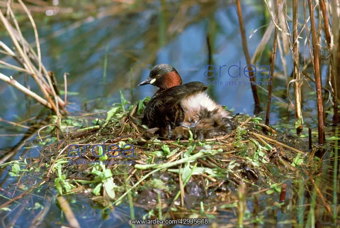 : LITTLE GREBE / DABCHICK - on nest : LITTLE GREBE / DABCHICK - on nest