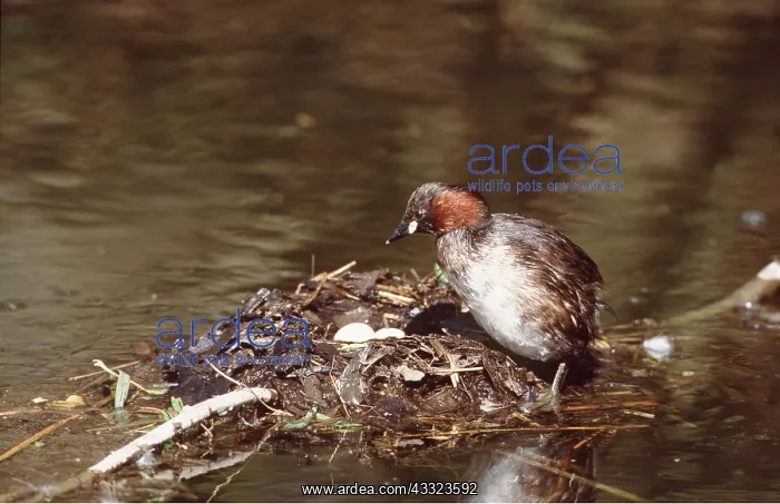 : LITTLE GREBE / DABCHICK - at nest with eggs : LITTLE GREBE / DABCHICK - at nest with eggs