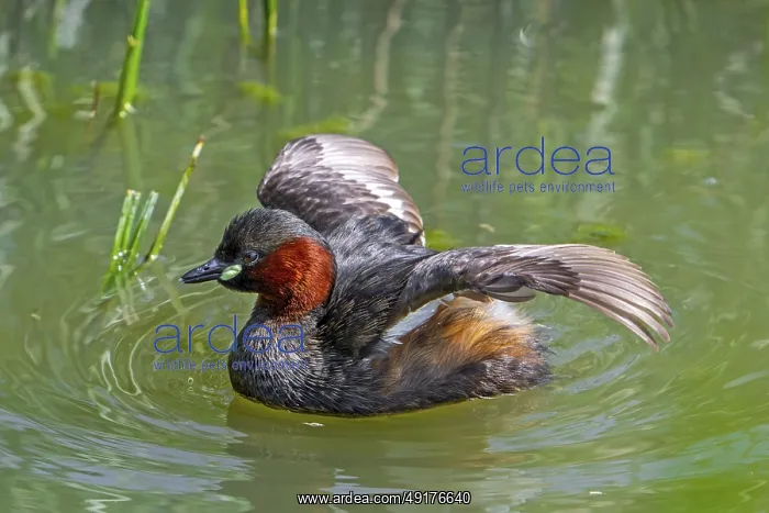 : Little grebe, dabchick (Tachybaptus ruficollis) : Little grebe, dabchick (Tachybaptus ruficollis)