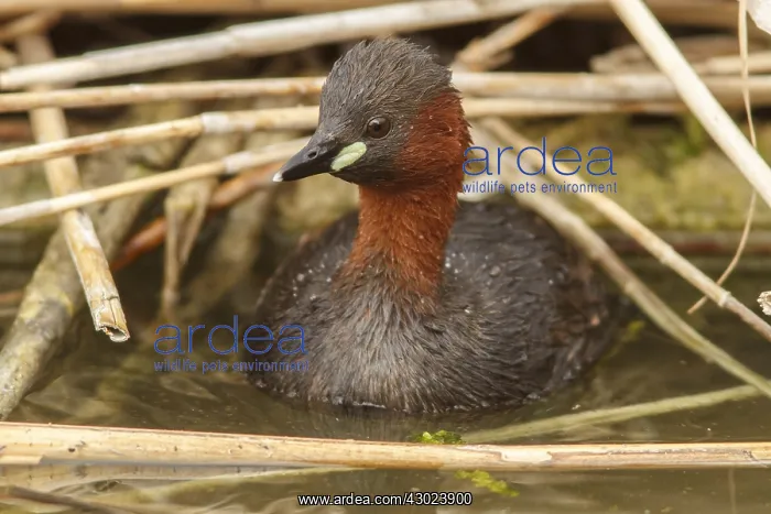 : Little grebe on marsh Castilla La Mancha Spain : Little grebe on marsh Castilla La Mancha Spain