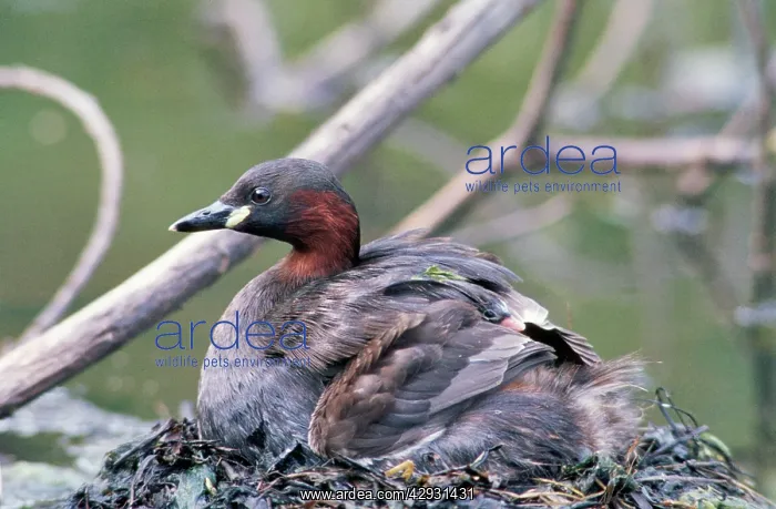 : Little Grebe - on nest with chick : Little Grebe - on nest with chick