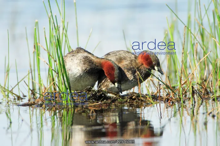 : Little Grebe - pair on nesting platform : Little Grebe - pair on nesting platform