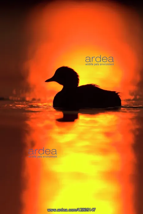: Little Grebe - Silhouette at sunrise : Little Grebe - Silhouette at sunrise