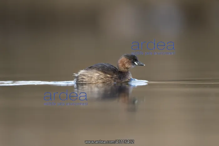 : Little Grebe - Spring Plumage - Cornwall - UK : Little Grebe - Spring Plumage - Cornwall - UK