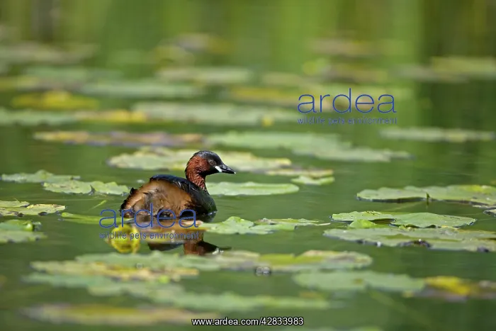 : Little Grebe - Swimming on pond among water lilies : Little Grebe - Swimming on pond among water lilies