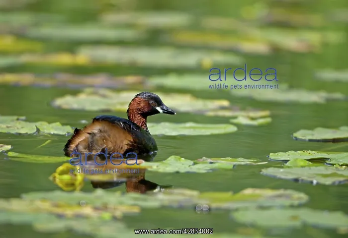 : Little Grebe - Swimming on pond among water lilies : Little Grebe - Swimming on pond among water lilies