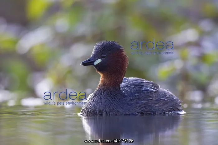 : Little Grebe (Tachybaptus ruficollis) : Little Grebe (Tachybaptus ruficollis)