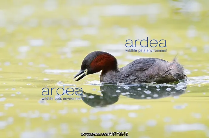 : Little grebe (Tachybaptus ruficollis) : Little grebe (Tachybaptus ruficollis)