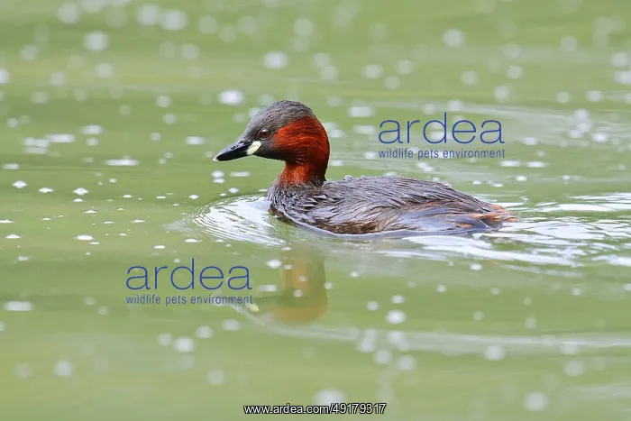 : Little grebe (Tachybaptus ruficollis) : Little grebe (Tachybaptus ruficollis)