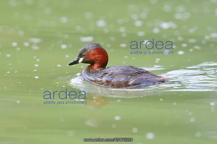 : Little grebe (Tachybaptus ruficollis) : Little grebe (Tachybaptus ruficollis)