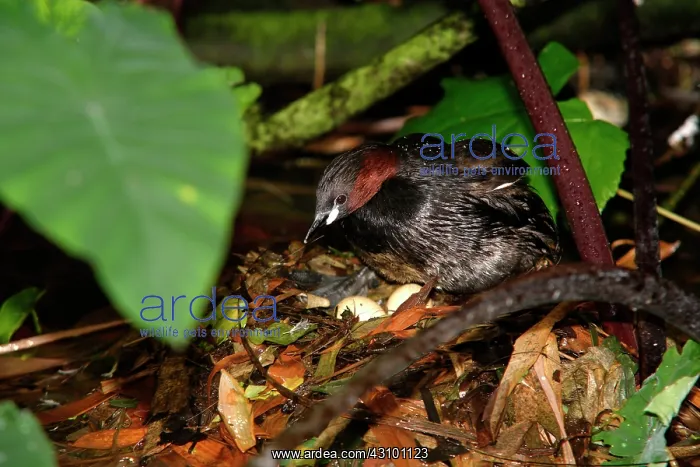 : Little Grebe (Tachybaptus ruficollis), nest and : Little Grebe (Tachybaptus ruficollis), nest and