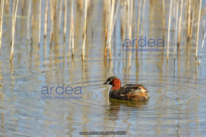: Little Grebe (Tachybaptus ruficollis) swimming : Little Grebe (Tachybaptus ruficollis) swimming