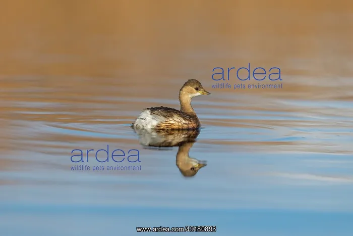  : Little Grebe - UK