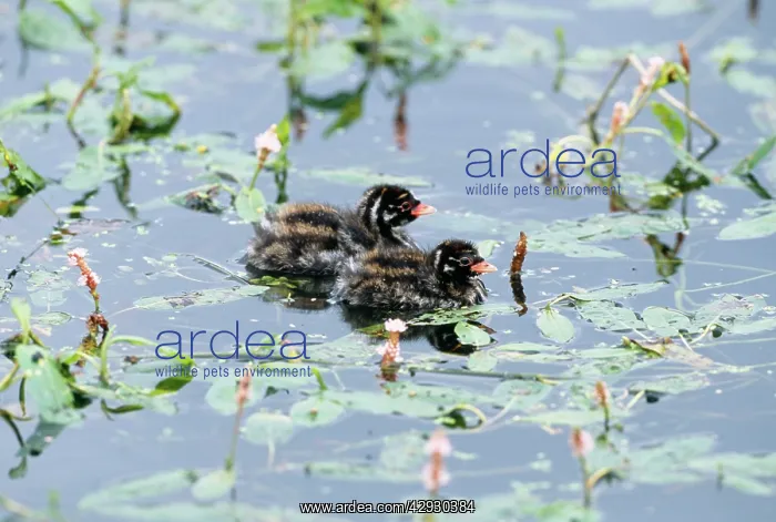 : Little Grebe - x2 chicks on water : Little Grebe - x2 chicks on water