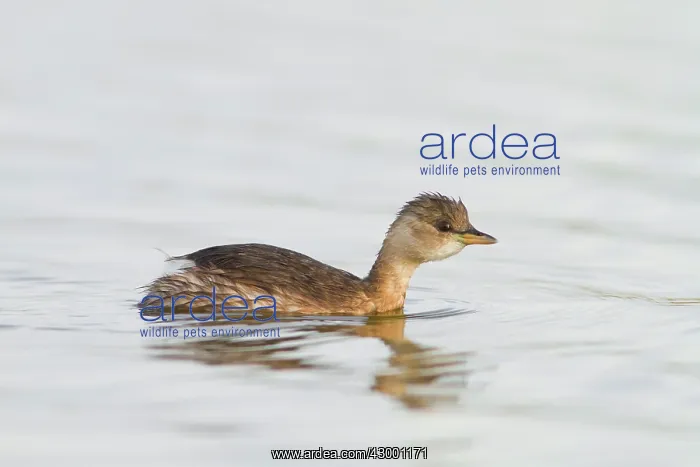 : Little Grebe - young swimming on marsh : Little Grebe - young swimming on marsh
