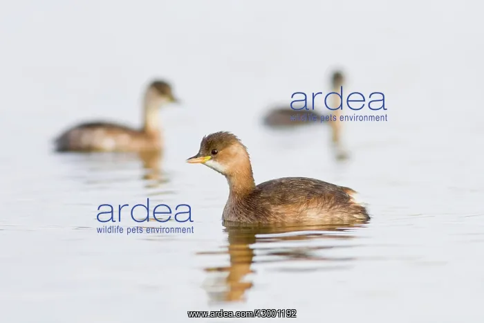 : Little Grebe - young swimming on marsh : Little Grebe - young swimming on marsh