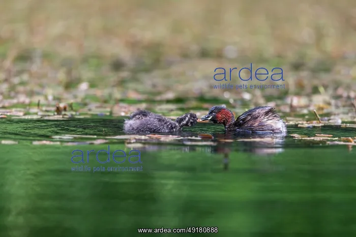  : Little Grebe - with Young - UK