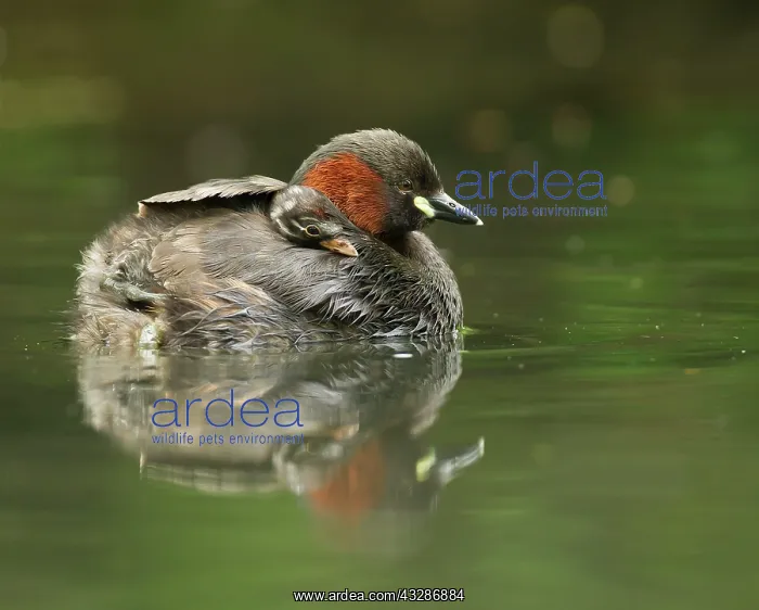 : Little Grebes - adult and chick : Little Grebes - adult and chick