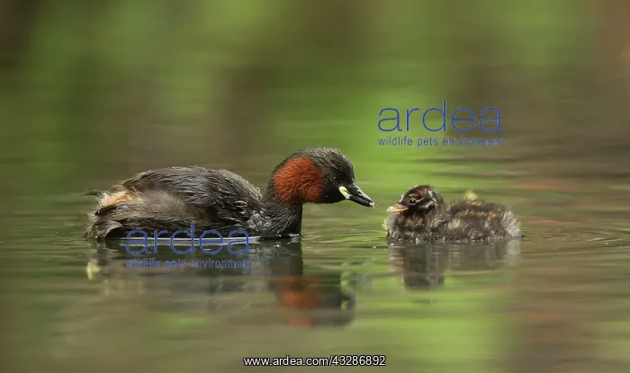 : Little Grebes - adult and chick : Little Grebes - adult and chick