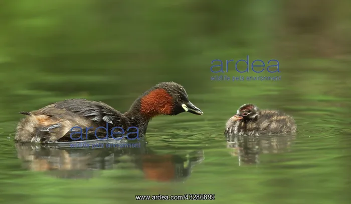 : Little Grebes - adult and chick : Little Grebes - adult and chick