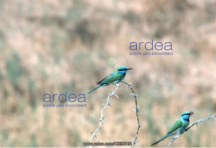 : LITTLE GREEN BEE-EATER - two on barbed wire : LITTLE GREEN BEE-EATER - two on barbed wire