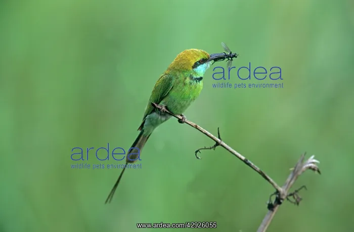 : Little Green Bee-eater with insect : Little Green Bee-eater with insect